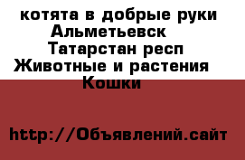 котята в добрые руки(Альметьевск) - Татарстан респ. Животные и растения » Кошки   
